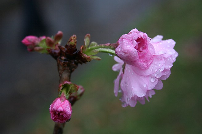 樱花 摄影 彤雨