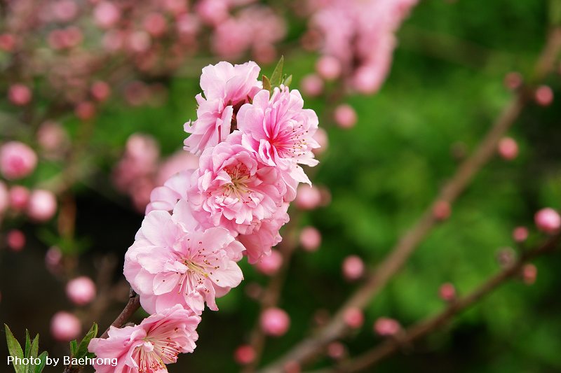 桃花 7 摄影 baehrong