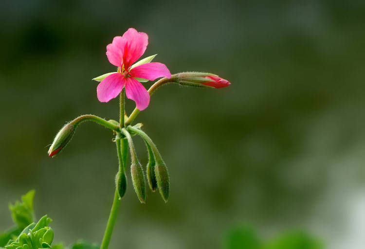 小花迎春 摄影 jianyi