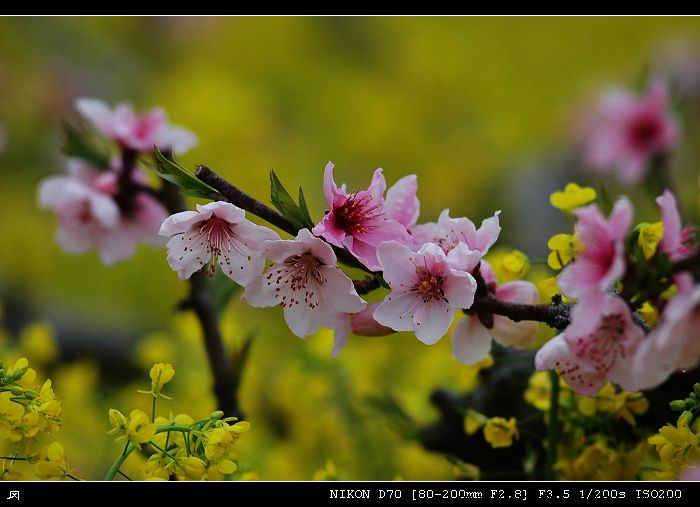 南汇 桃花 摄影 王冈