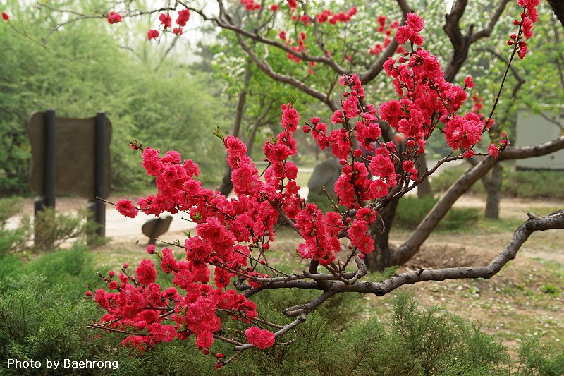 桃花 8 摄影 baehrong