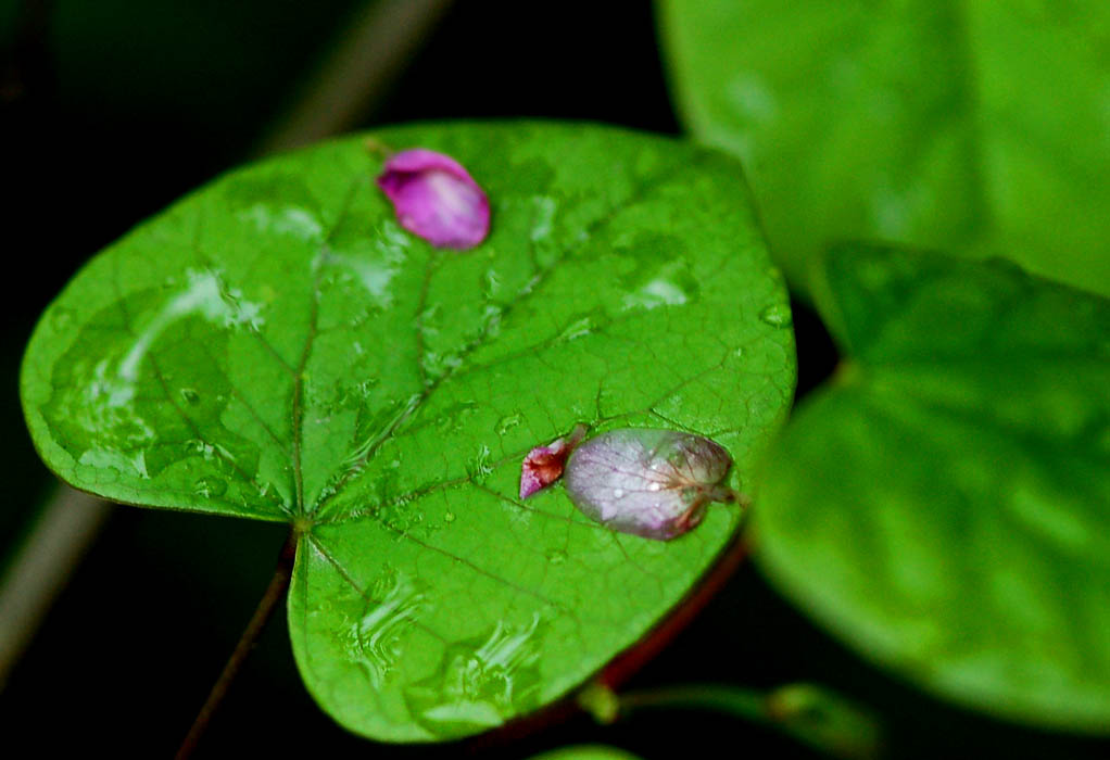 雨中私语 3 摄影 摄郎四十二度