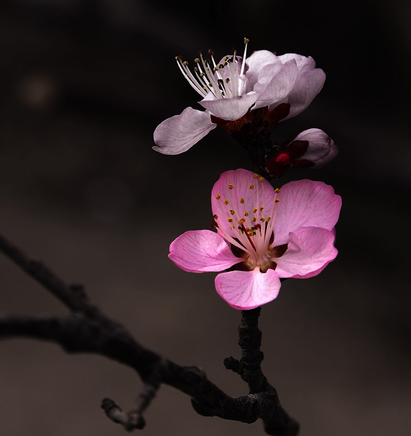 桃花 摄影 幽谷无光