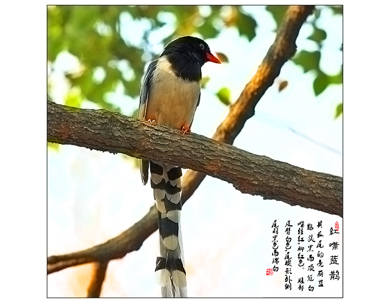 红嘴蓝鹊 摄影 pigeon