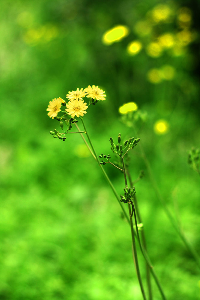 小野花 摄影 asFlowers