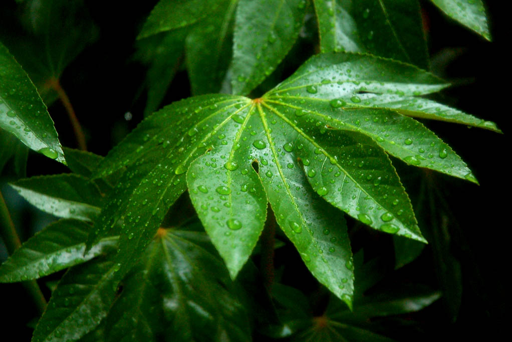 雨中私语 2 摄影 摄郎四十二度