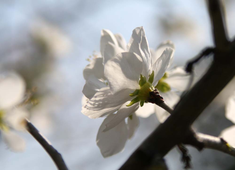 春光 桃花 摄影 守株待兔