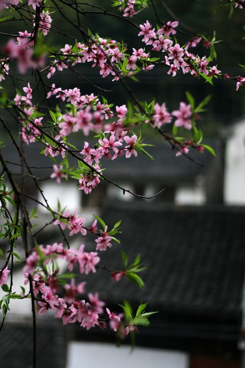 春到山村 摄影 小翠