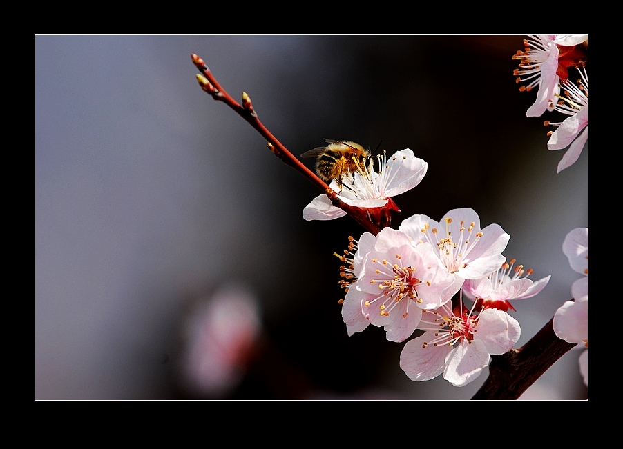 蜂花岁月 摄影 眼镜萧