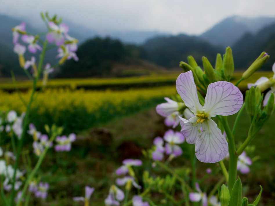 花开徽洲 摄影 燕山佛子