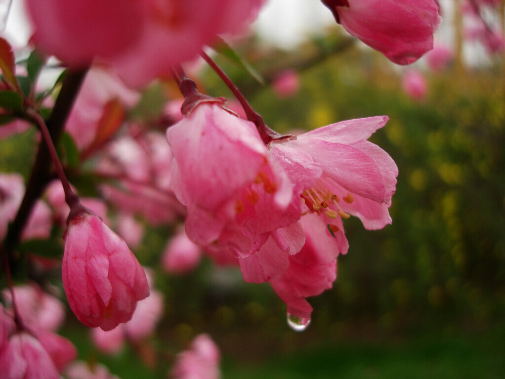 春雨 2 摄影 简爱2008