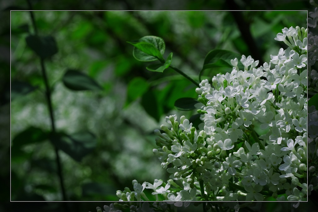 丁香花 摄影 灵魂深处