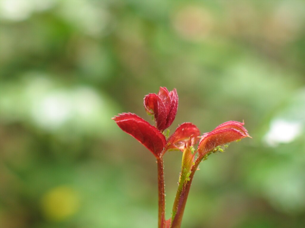 春天 摄影 zhaofei