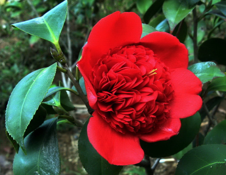 茶花艳开 摄影 华绿