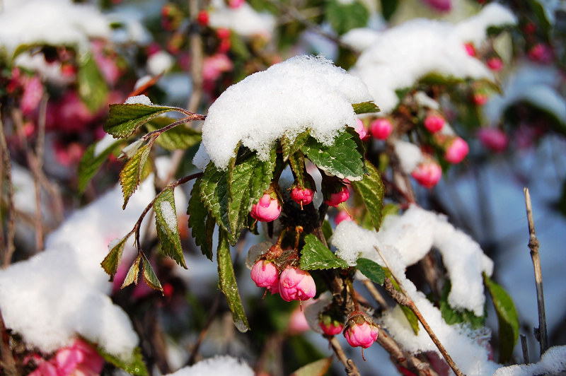 昨日花开今日雪 摄影 弋哥