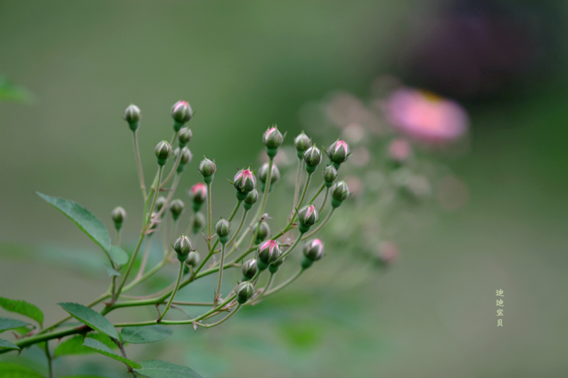 蔷薇花蕾 摄影 迪迪宝贝