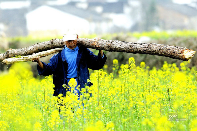 人辛苦菜花芳 摄影 易平