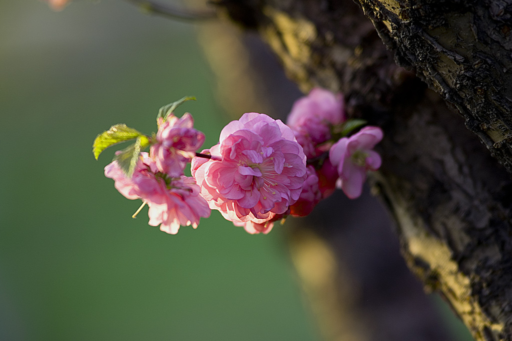 桃花 摄影 hejin