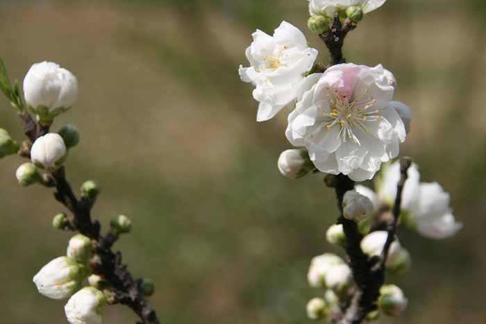 桃花岛公园 摄影 天涯琳