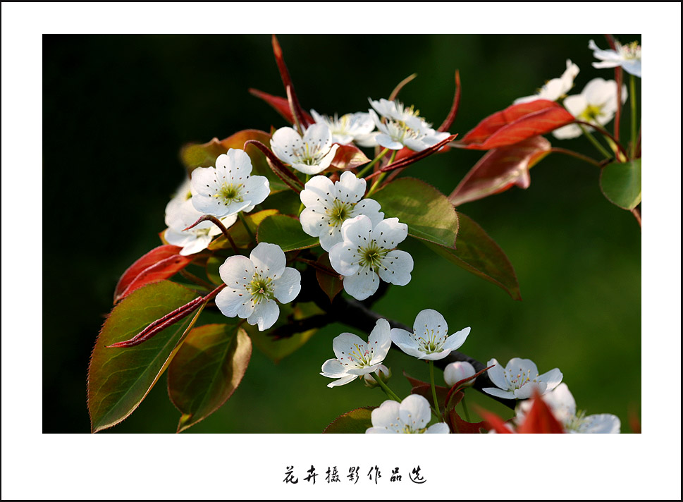 梨花 摄影 九点差一刻