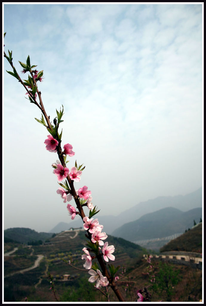 桃花 摄影 自由行走