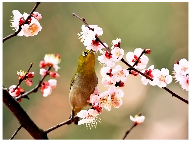 花鸟图 摄影 pigeon