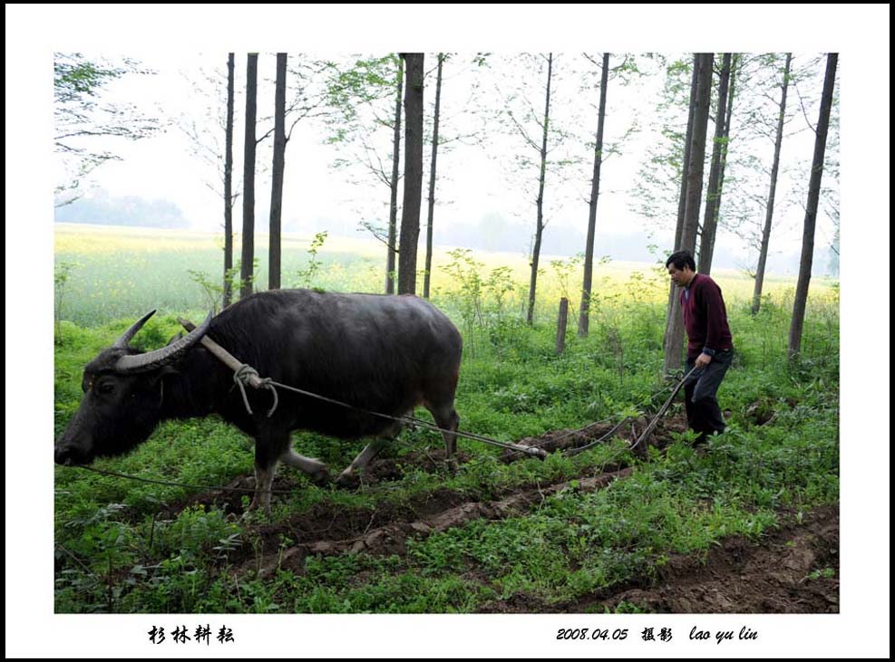 杉林耕耘 摄影 老榆林