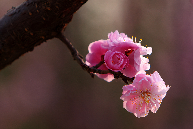 花枝俏 摄影 一介布衣