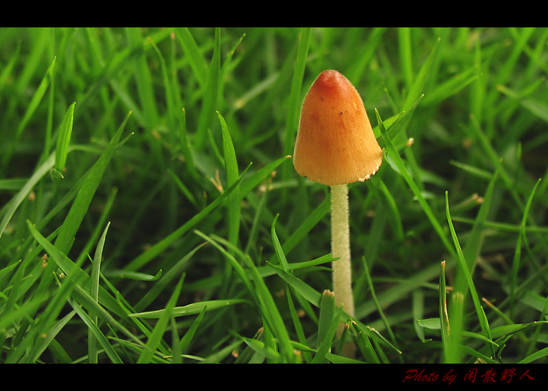 雨后的伞 摄影 闲散野人