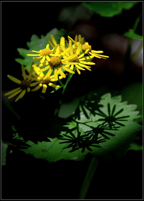 花影 摄影 阳光的影子