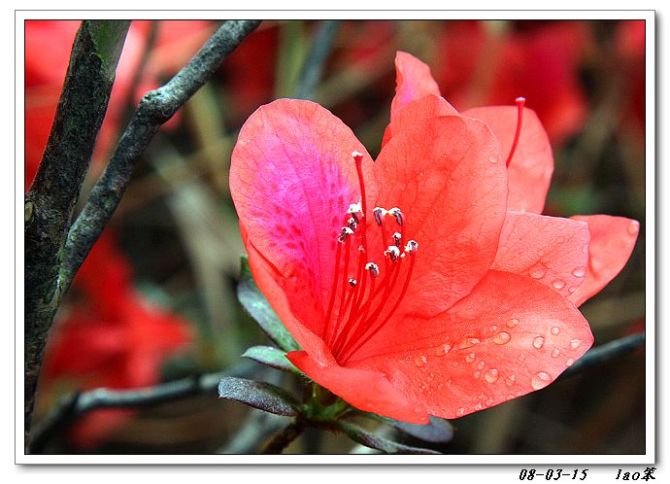 野杜鹃花 摄影 lao笨