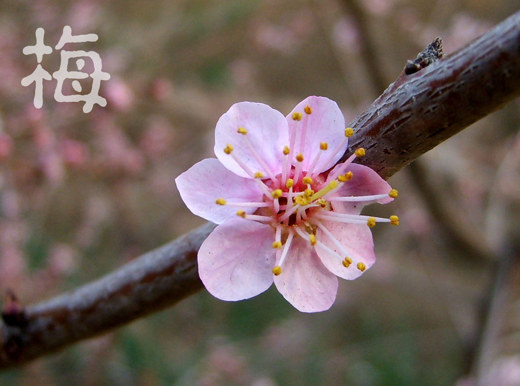 梅 摄影 北方野草