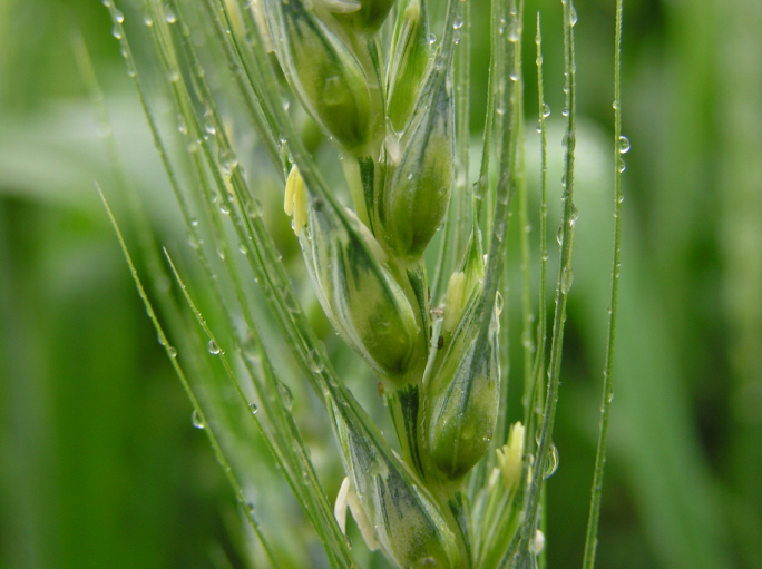 雨露 摄影 海恰