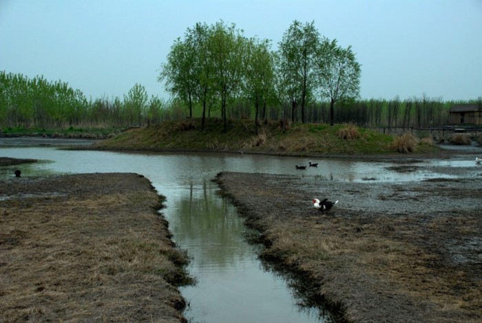 溱湖国家湿地公园 摄影 hankun