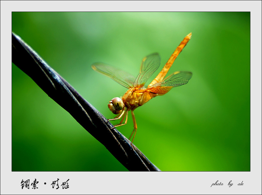 钢索·蜻蜓 摄影 阿乐