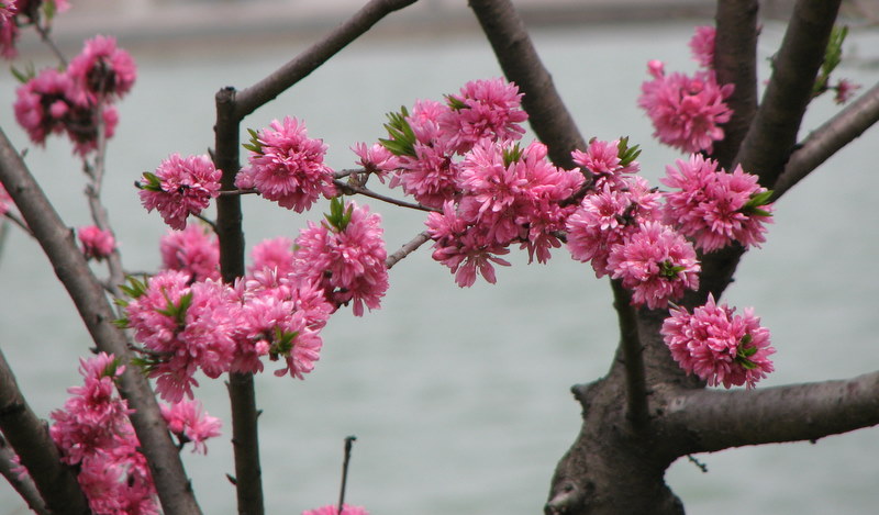 花枝"立交桥" 摄影 小小燕子