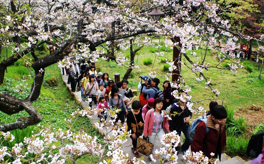 (12): 台湾阿里山樱花 摄影 公正