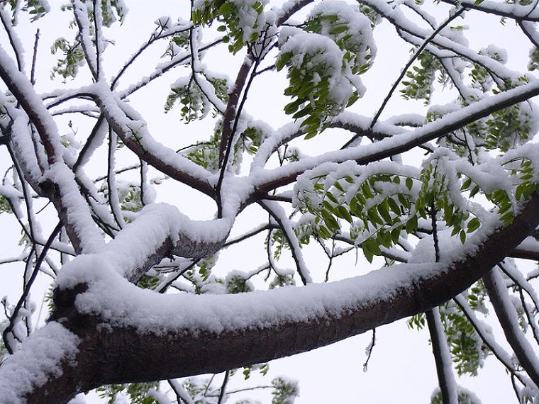 春日雪压梢 摄影 陇上汉