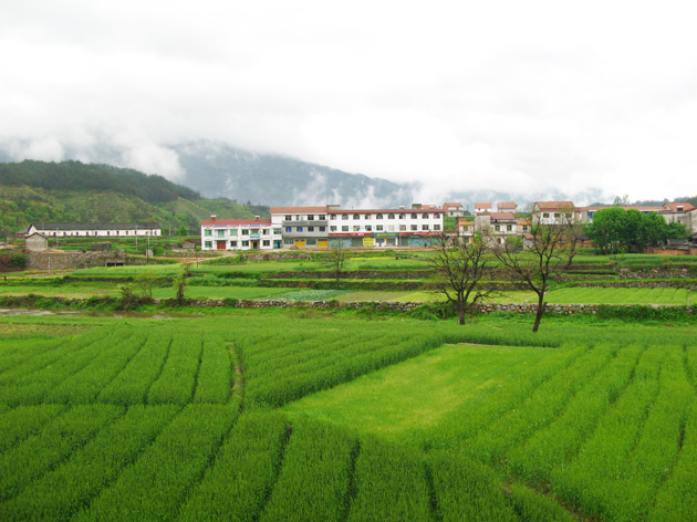 绿野仙踪 摄影 野菊瓣