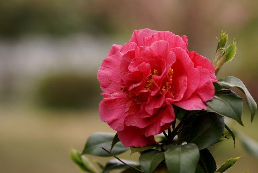 茶花 摄影 浦江客