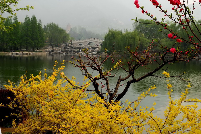 春暖花开 摄影 风飘絮