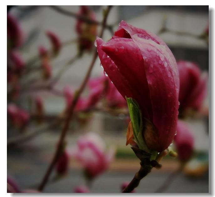 雨中花 摄影 静若清池