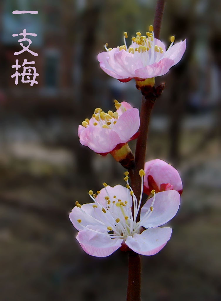 mei 摄影 北方野草