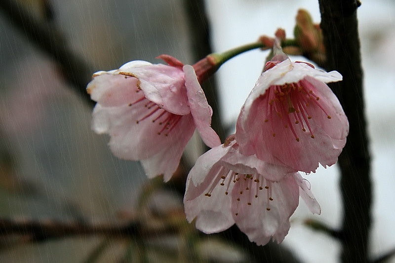 雨中笑 摄影 勤学