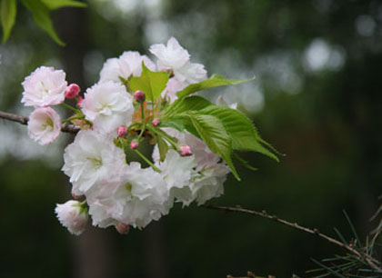 樱花 摄影 苦海阳光