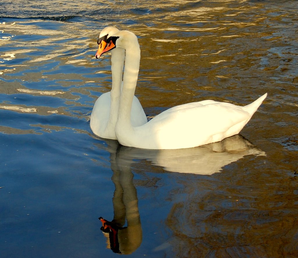 Schwan 摄影 飘飘Elisa