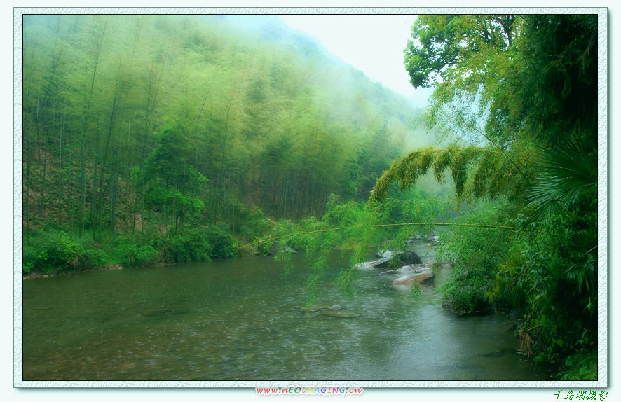 雨中竹韵 摄影 千岛湖