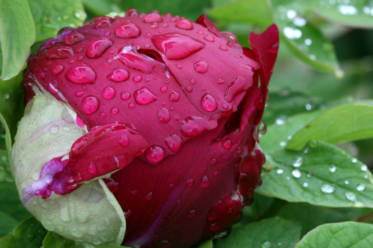 雨后牡丹 摄影 中华龙乡