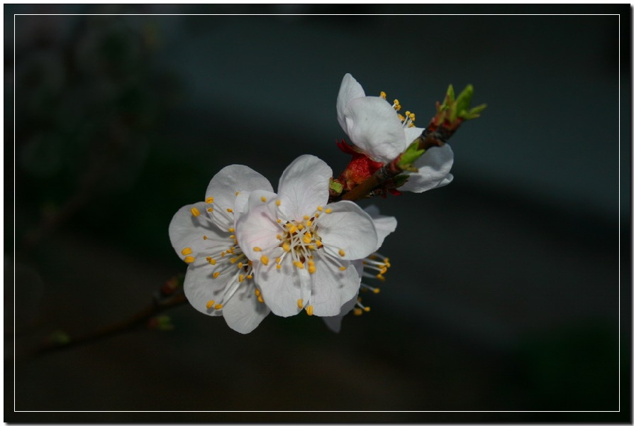 杏花 摄影 影呆