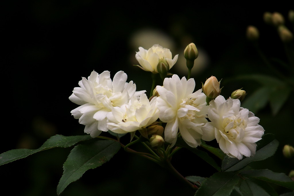 小花 摄影 rock2004n